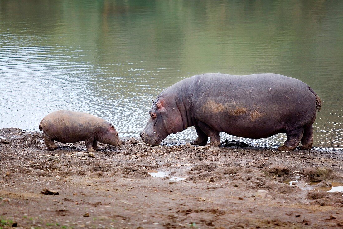 hippopotamus Hippopotamus amphibius, or hippo  Park of the Nature of Cabarceno  Cabarceno, Cantabria, Spain
