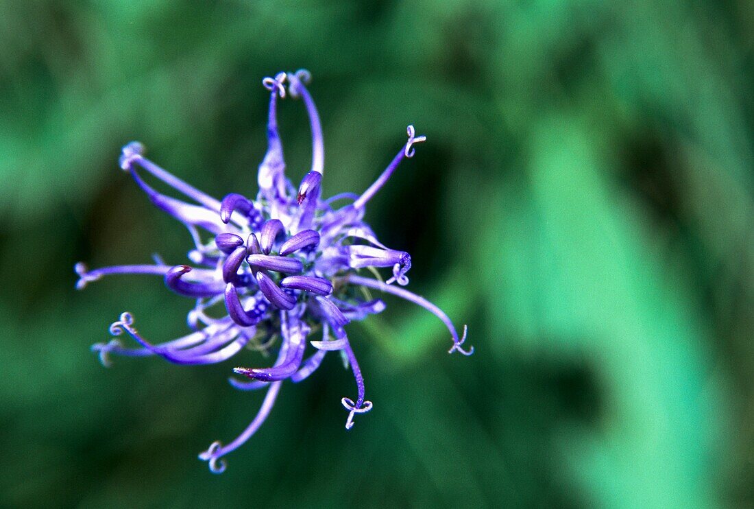 Rampion - Phyteuma orbiculare -