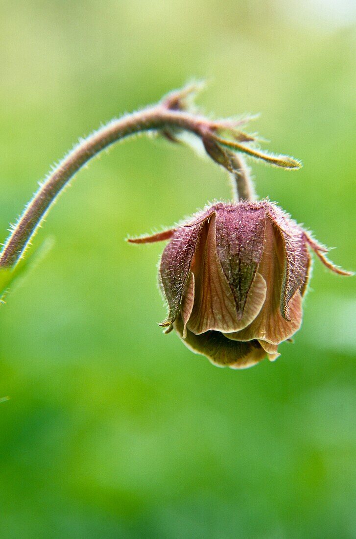 Water Avens - Geum rivale -