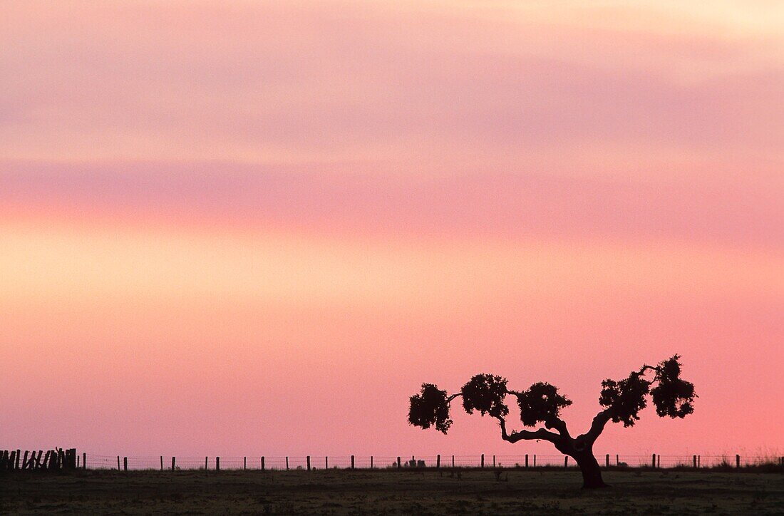 Holm oak trees at dusk, San Esteban, Salamanca, Spain