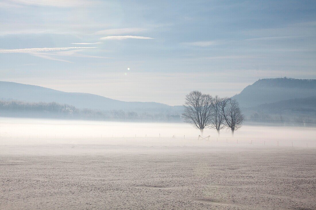 Snow covered pasture with three trees in the distance on a foggy winter morning