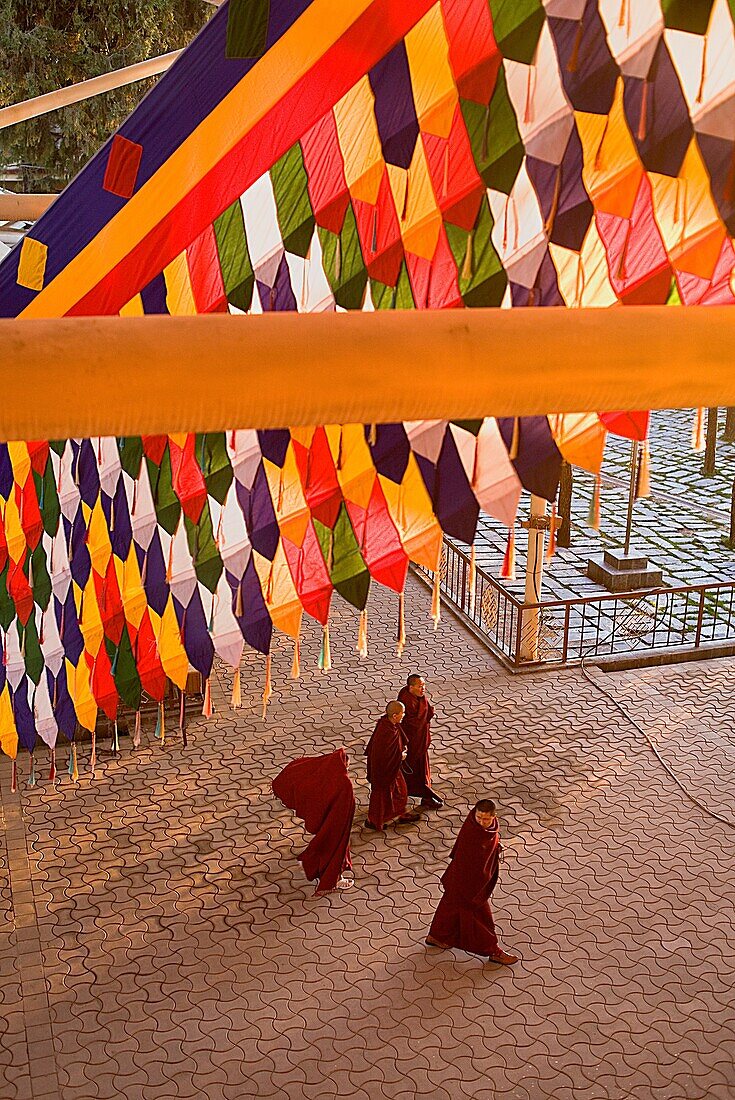 Monks, in Namgyal Monastery, in Tsuglagkhang complex  McLeod Ganj, Dharamsala, Himachal Pradesh state, India, Asia