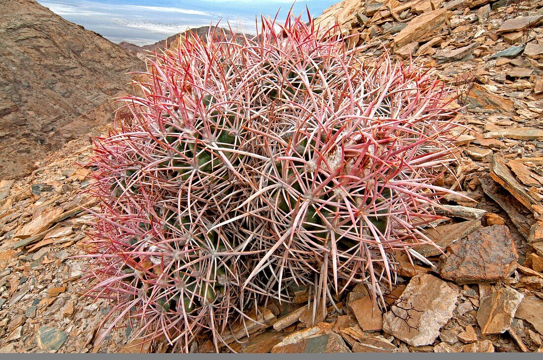 Death Valley, Cottontop Cactus on Tucki Mountain high above Mosaic Canyon near Stovepipe Wells Village at Death Valley National Park in California