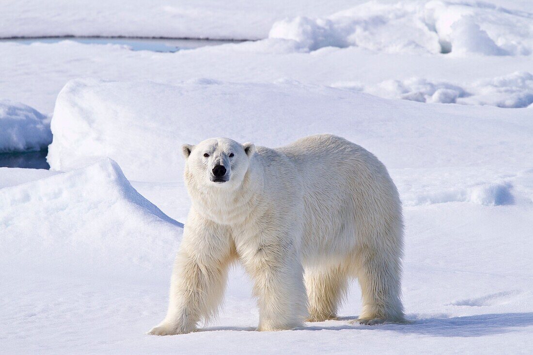 Adult male polar bear Ursus maritimus on multi-year ice floes in the Barents Sea off the eastern coast of Spitsbergen in the Svalbard Archipelago, Norway  MORE INFO The IUCN now lists global warming as the most significant threat to the polar bear, primar