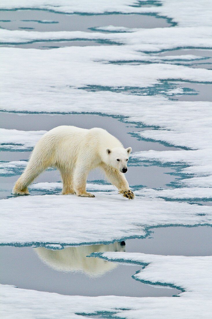 Young curious female polar bear Ursus maritimus approaches the Lindblad Expedition ship National Geographic Explorer on fast ice near Hinlopen Strait off the eastern coast of Spitsbergen in the Svalbard Archipelago, Norway  MORE INFO The IUCN now lists gl