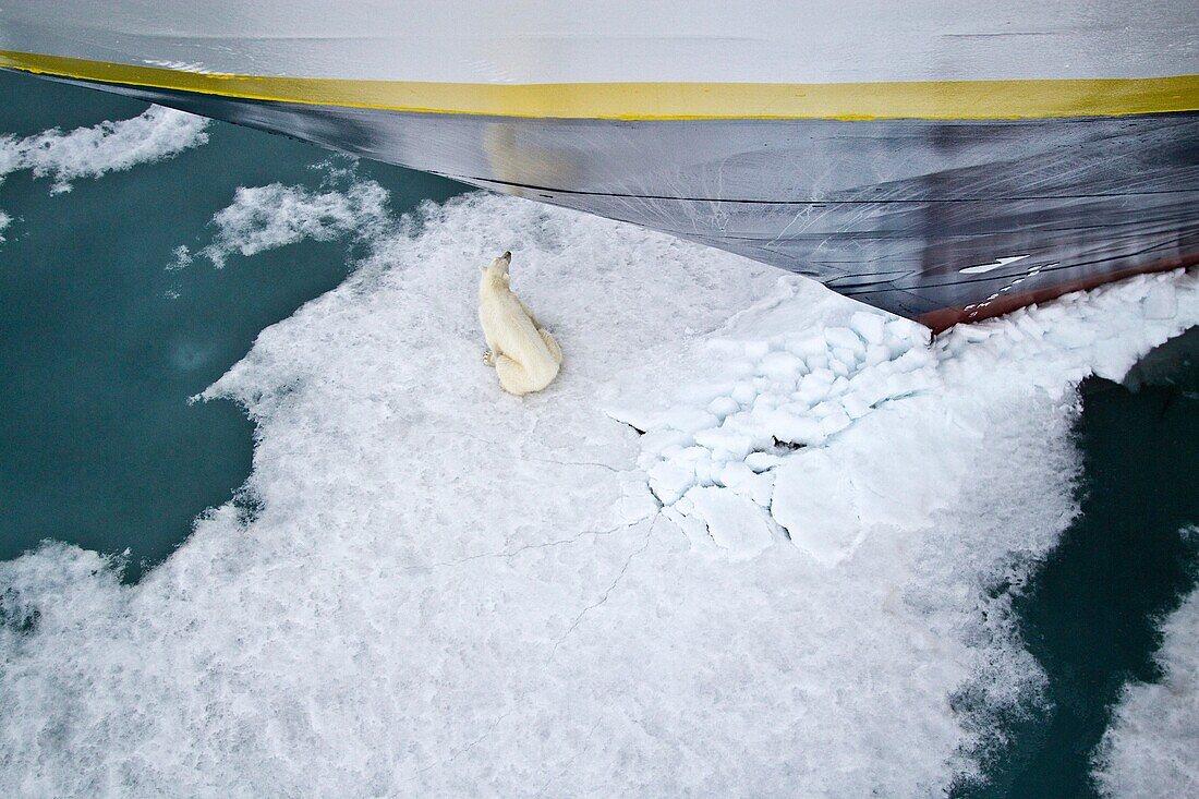 Young curious female polar bear Ursus maritimus approaches the Lindblad Expedition ship National Geographic Explorer on fast ice near Hinlopen Strait off the eastern coast of Spitsbergen in the Svalbard Archipelago, Norway  MORE INFO The IUCN now lists gl