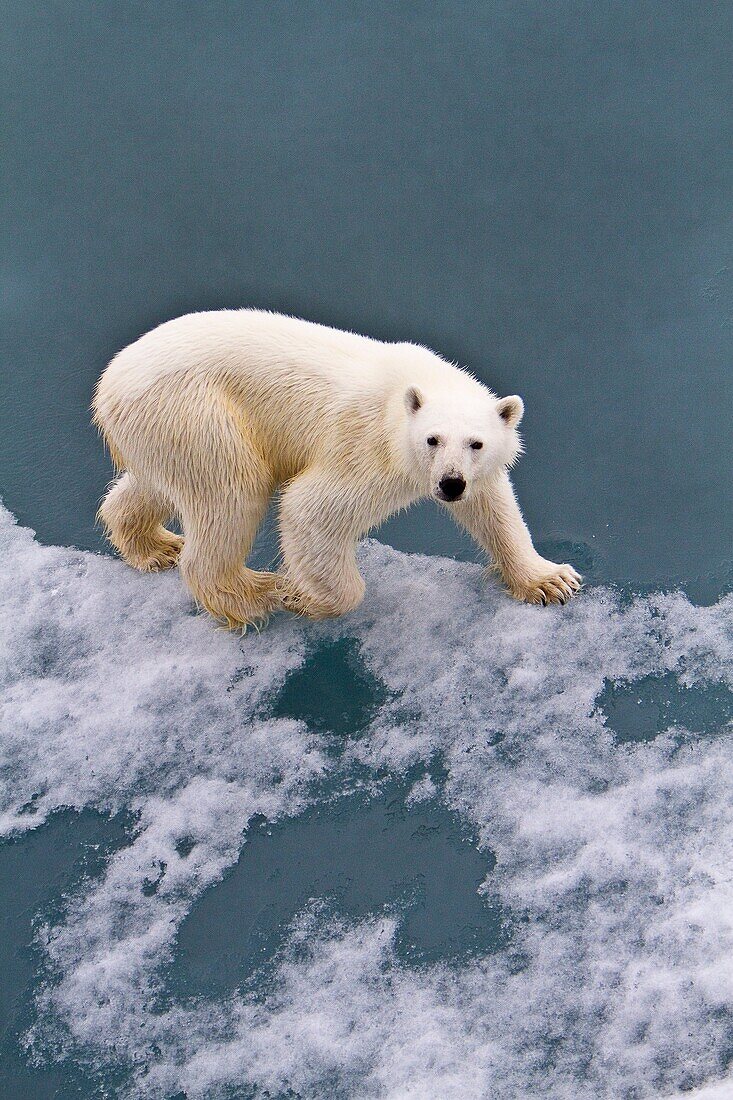 Young curious female polar bear Ursus maritimus approaches the Lindblad Expedition ship National Geographic Explorer on fast ice near Hinlopen Strait off the eastern coast of Spitsbergen in the Svalbard Archipelago, Norway  MORE INFO The IUCN now lists gl