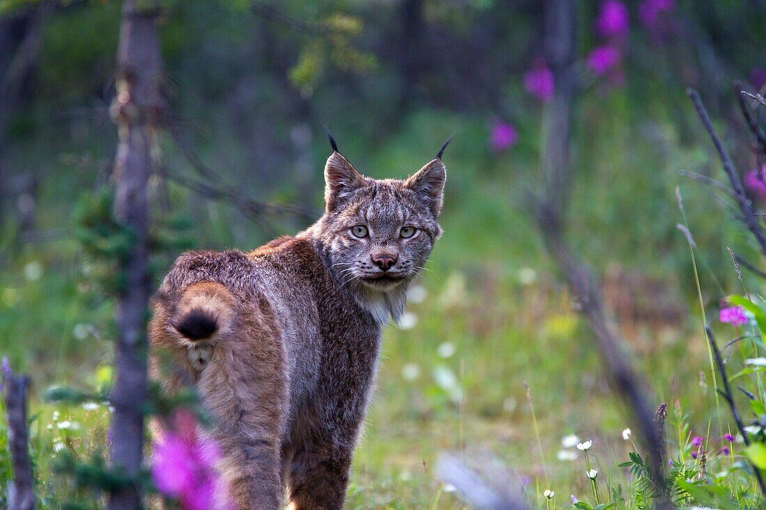 Adult Canada lynx Lynx canadensis in Denali National Park, Alaska, USA  MORE INFO The Canada Lynx is a secretive and mostly nocturnal animal, although it may be active at any time of day  Canada lynx feed predominantly on snowshoe hares in dense forest