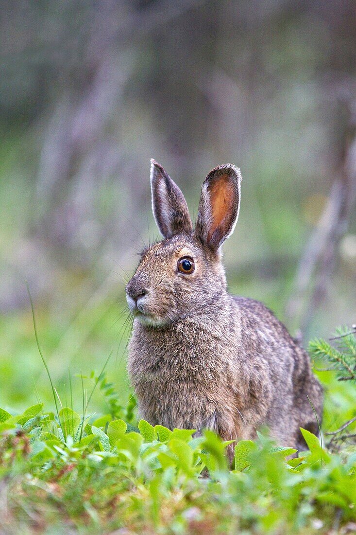 Adult snowshoe hare Lepus americanus dalli in Denali National Park, Alaska, USA  MORE INFO The snowshoe hare is primarily a herbivore, though it will occasionally scavenge meat  It is a nocturnal animal that does not hibernate in the winter