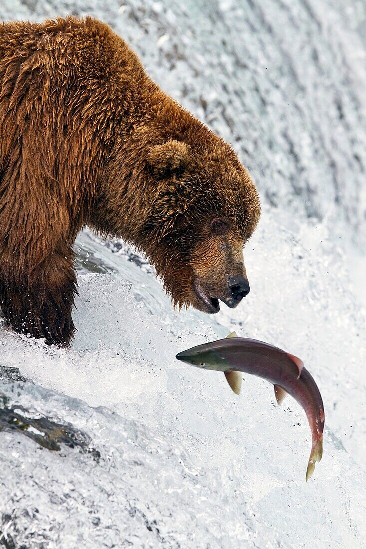 Adult brown bear Ursus arctos foraging for salmon at the Brooks River in Katmai National Park near Bristol Bay, Alaska, USA  Pacific Ocean  MORE INFO Every July salmon spawn in the river between Naknek Lake and Brooks Lake and brown bears congregate near