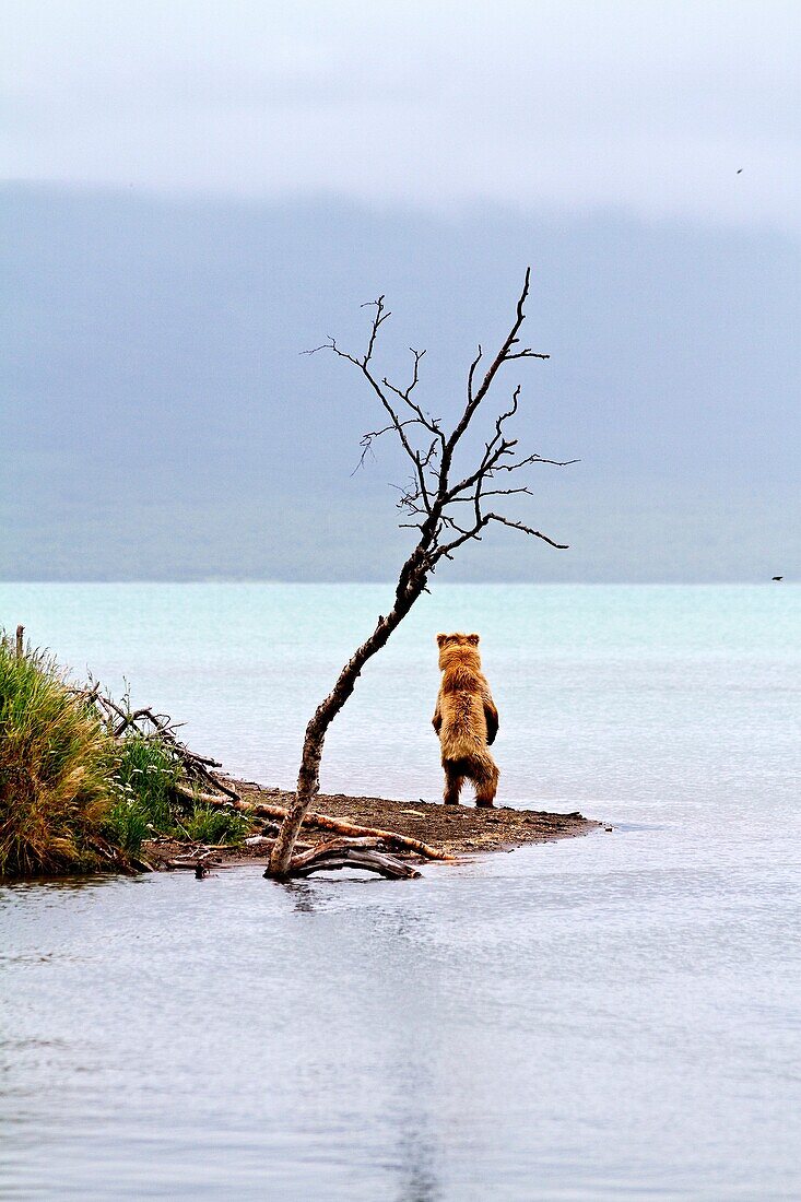 Adult brown bear Ursus arctos foraging for salmon at the Brooks River in Katmai National Park near Bristol Bay, Alaska, USA  Pacific Ocean  MORE INFO Every July salmon spawn in the river between Naknek Lake and Brooks Lake and brown bears congregate near