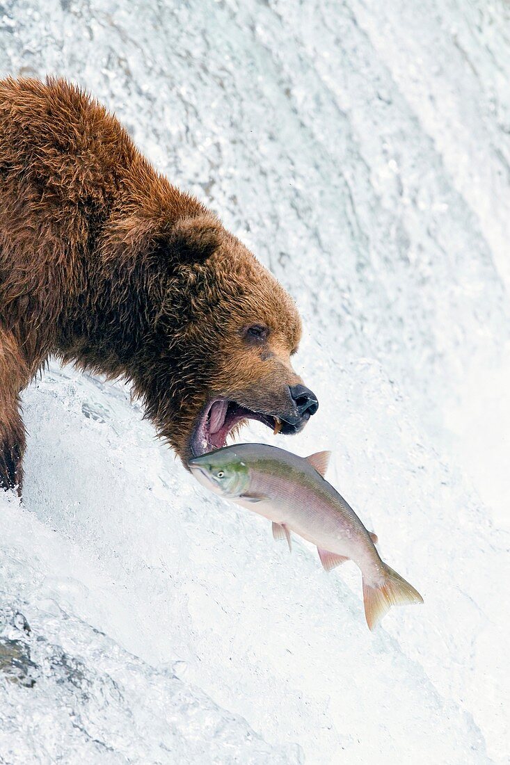 Adult brown bear Ursus arctos foraging for salmon at the Brooks River in Katmai National Park near Bristol Bay, Alaska, USA  Pacific Ocean  MORE INFO Every July salmon spawn in the river between Naknek Lake and Brooks Lake and brown bears congregate near