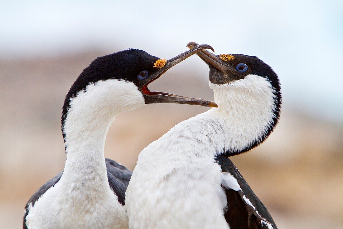 Antarctic shag Phalacrocorax atriceps bransfieldensis pair mutually preening each other on Weinke Island, Antarctica, Southern Ocean  MORE INFO This is the only blue-eyed shag species that does not move further north than the Antarctic Peninsula, even in