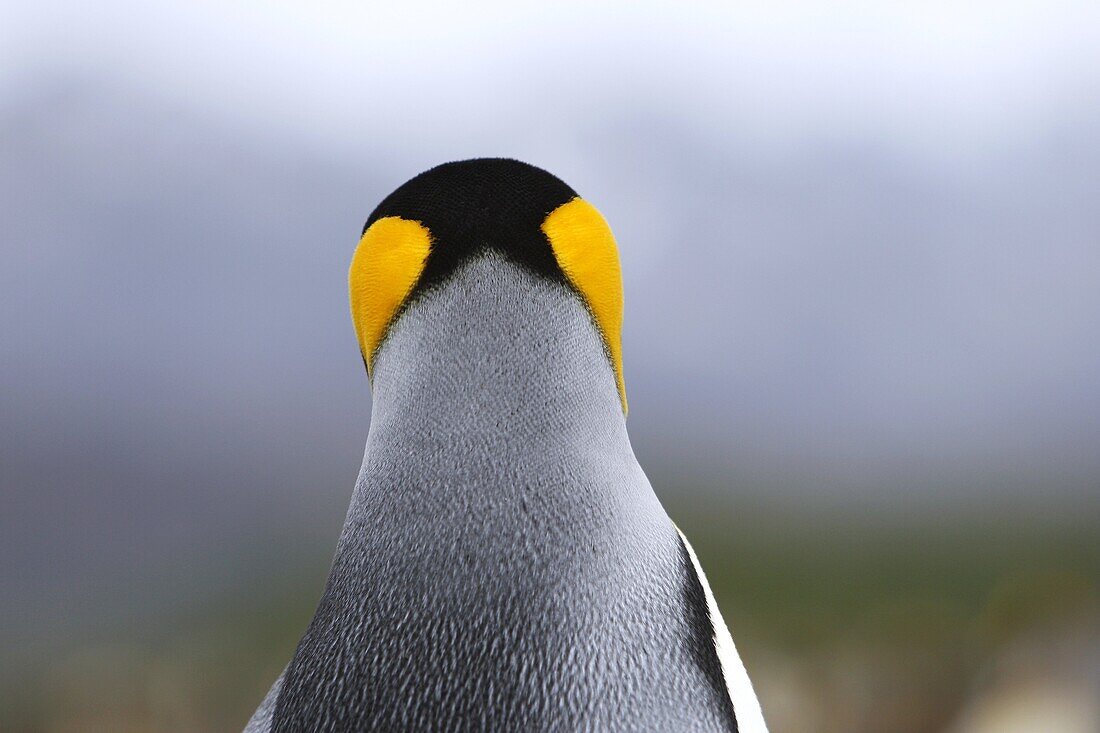 King penguin Aptenodytes patagonicus head detail colony of nesting animals numbering between 70, 000 and 100, 000 nesting pairs on Salisbury Plain on South Georgia Island, South Atlantic Ocean