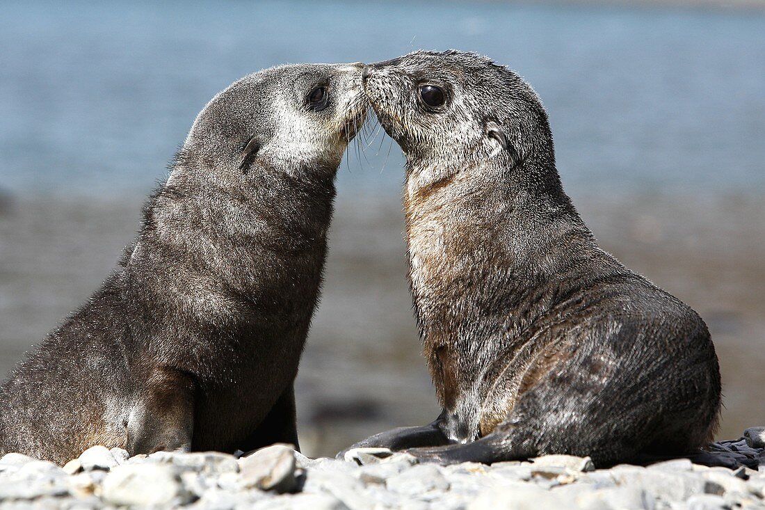 Antarctic Fur Seal Arctocephalus gazella pups playing at Stromness Whaling Station on the island of South Georgia, southern Atlantic Ocean