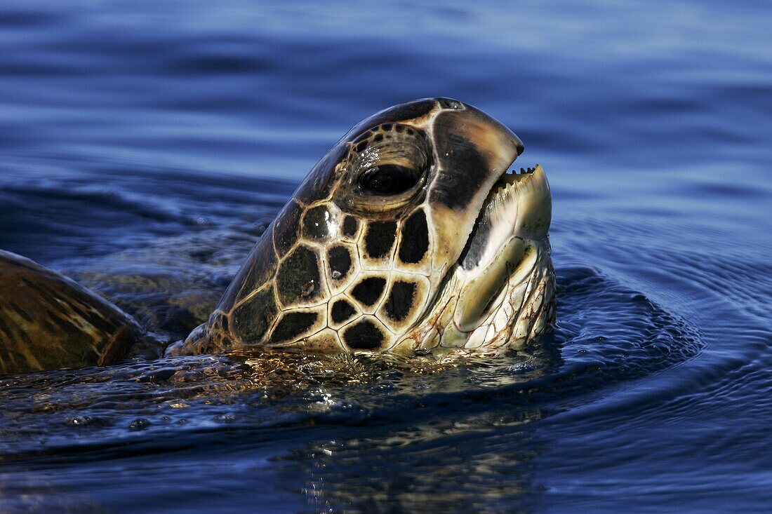 Adult Green Sea Turtle Chelonia mydas surfacing to breath off the coast of Maui, Hawaii, USA  Paific Ocean