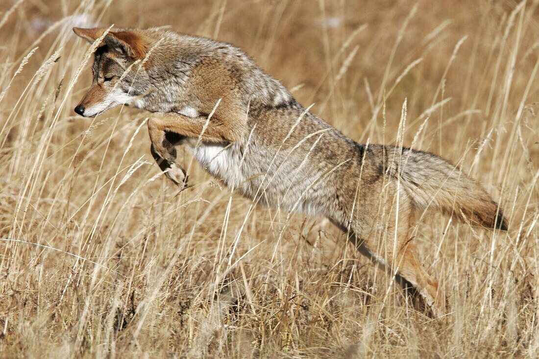 Adult coyote Canis latrans leaping on prey in Yellowstone National Park, Wyoming, USA