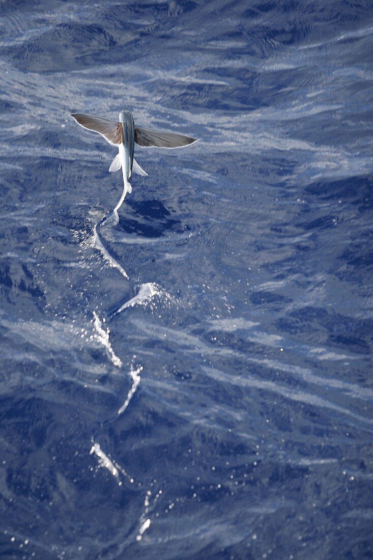 Atlantic flying fish Cypselurus melanurus fleeing the bow and taking flight for safety near Ascension Island in the Atlantic Ocean