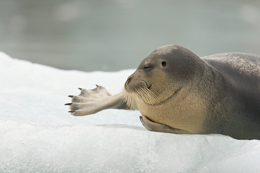 Bearded seal Erignathus barbatus hauled out and resting on the ice near Storpollen Glacier in the Svalbard Archipelago, Barents Sea, Norway