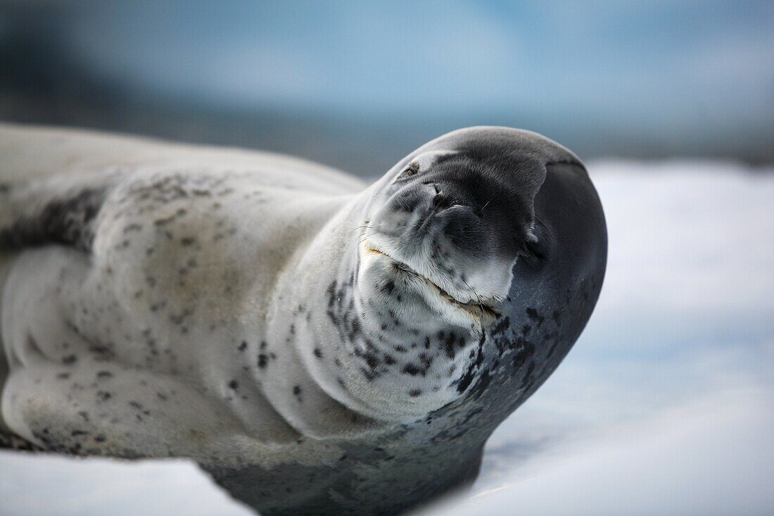 An adult Leopard Seal Hydrurga leptonyx hauled out and resting on an ice floe in Lemaire Channel on the Southwest side of the Antarctic Peninsula