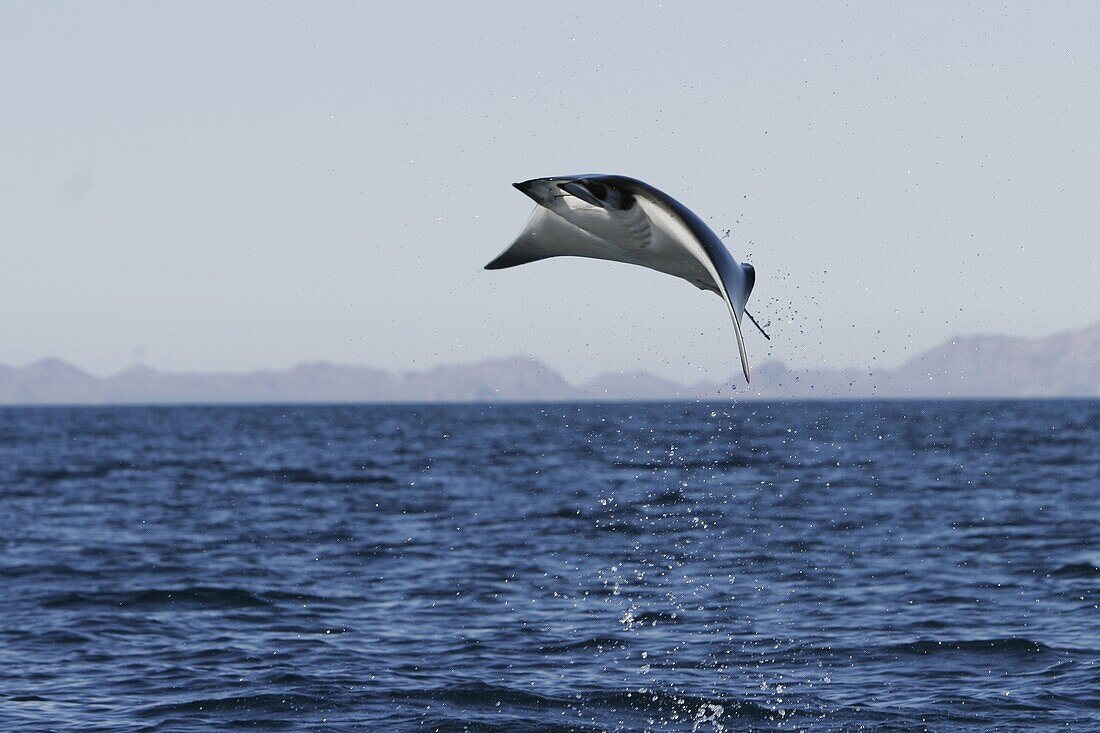 Adult Spinetail Mobula Mobula japanica leaping out of the water in the upper Gulf of California Sea of Cortez, Mexico  Note the long whip-like tail longer than the length of the body with sting at the base - a unique field diagnostic to this species