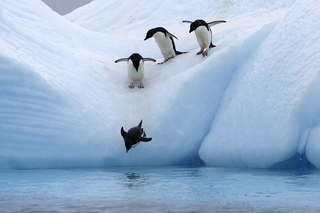 Adult Adelie penguins Pygoscelis adeliae lining up to leap off of an iceberg at Paulet Island in the Weddell Sea