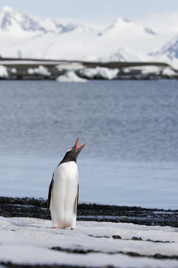 Adult gentoo penguin Pygoscelis papua calling out in the Aitcho Island Group, South Shetland Islands, Antarctica