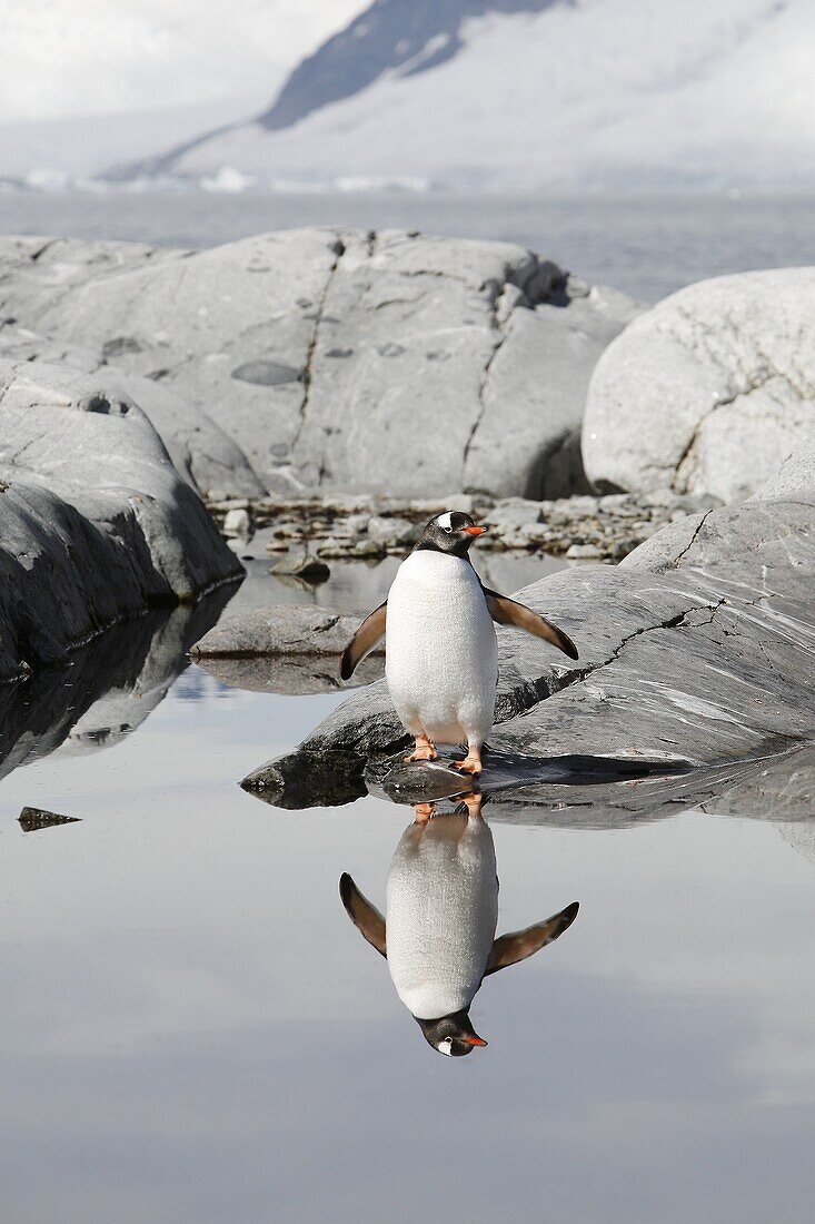 Adult gentoo penguin Pygoscelis papua reflected in a meltwater pool on Petermann Island, near the Antarctic Peninsula