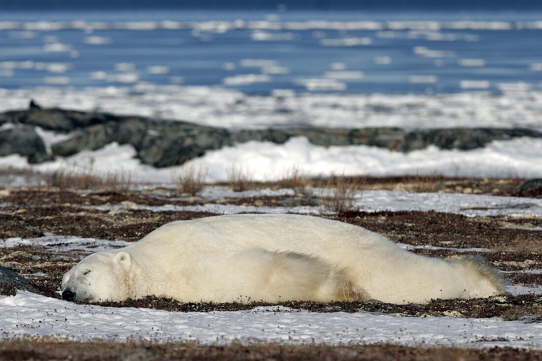 Polar Bear Ursus maritimus resting near Churchill, Manitoba, Canada