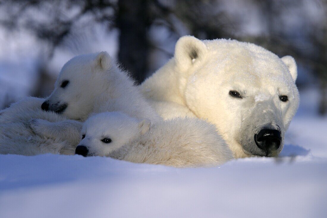 Polar Bear cubs snuggled and resting on mothers body, Ursus maritimus, taiga, Churchill, Manitoba, Hudson Bay, Canada
