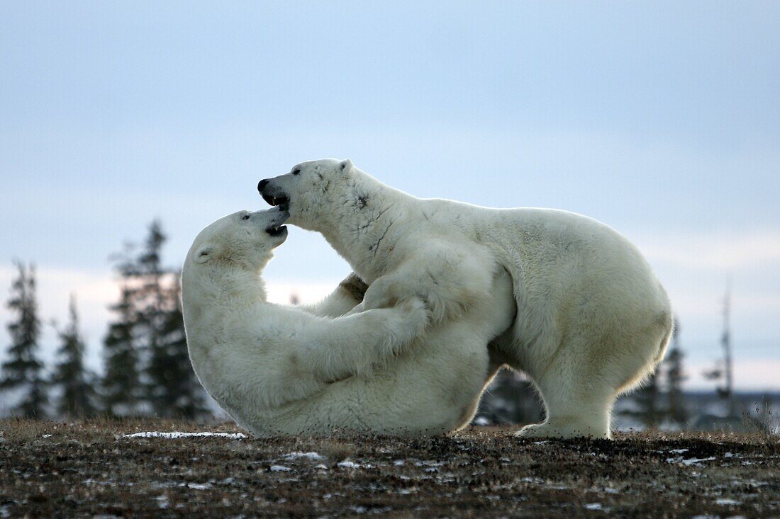 Adult male Polar Bears Ursus maritimus in ritualistic fighting stance injuries are rare near Churchill, Manitoba, Canada