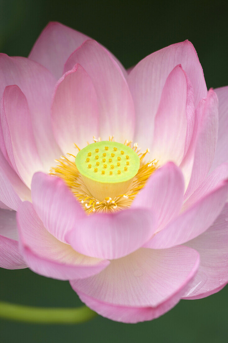 Shinobazu Pond in Ueno Park is filled with Lotus water lily plants that are sprinkled with raindrops from a summer rain in the old downtown district of Ueno in Tokyo, Japan.