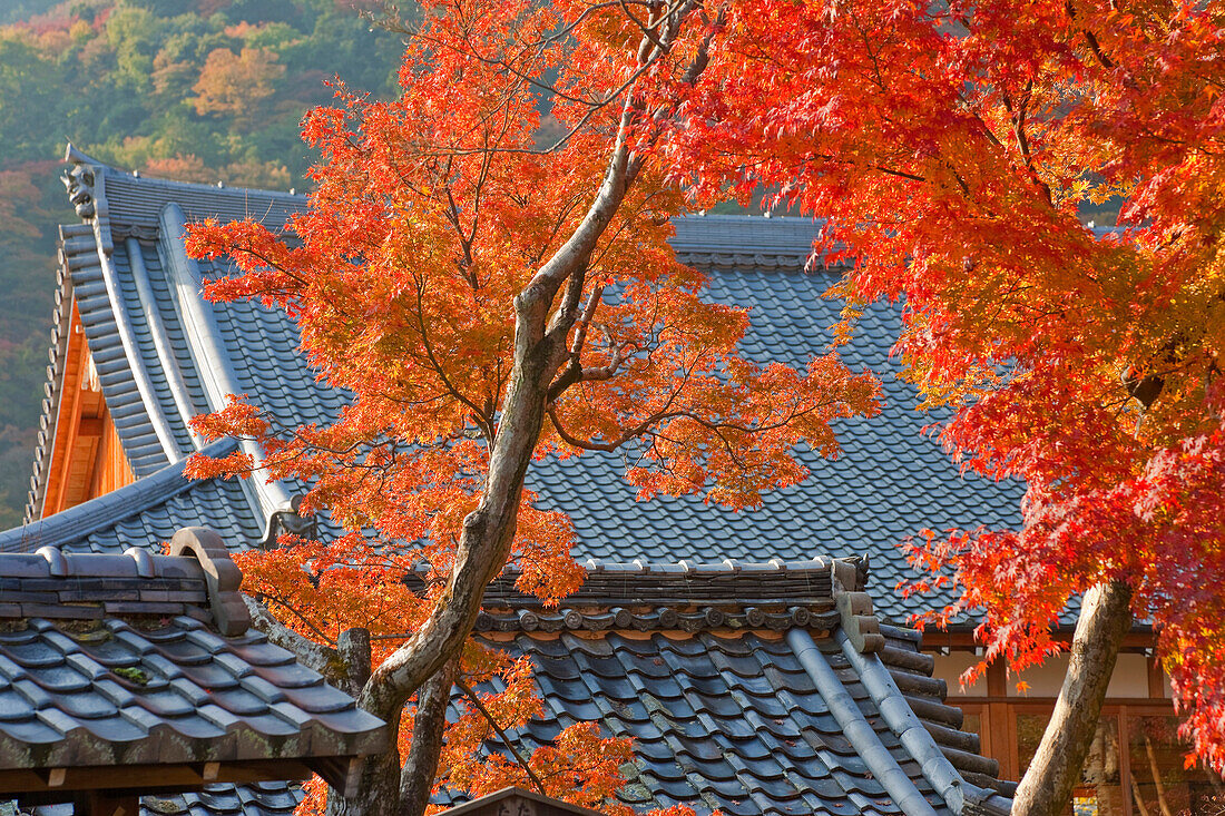 A telephoto view shows the kawara ceramic tile roof of the Meditation Hall at Tenryuji Temple, located in the Arashiyama district of northwestern Kyoto, Japan.