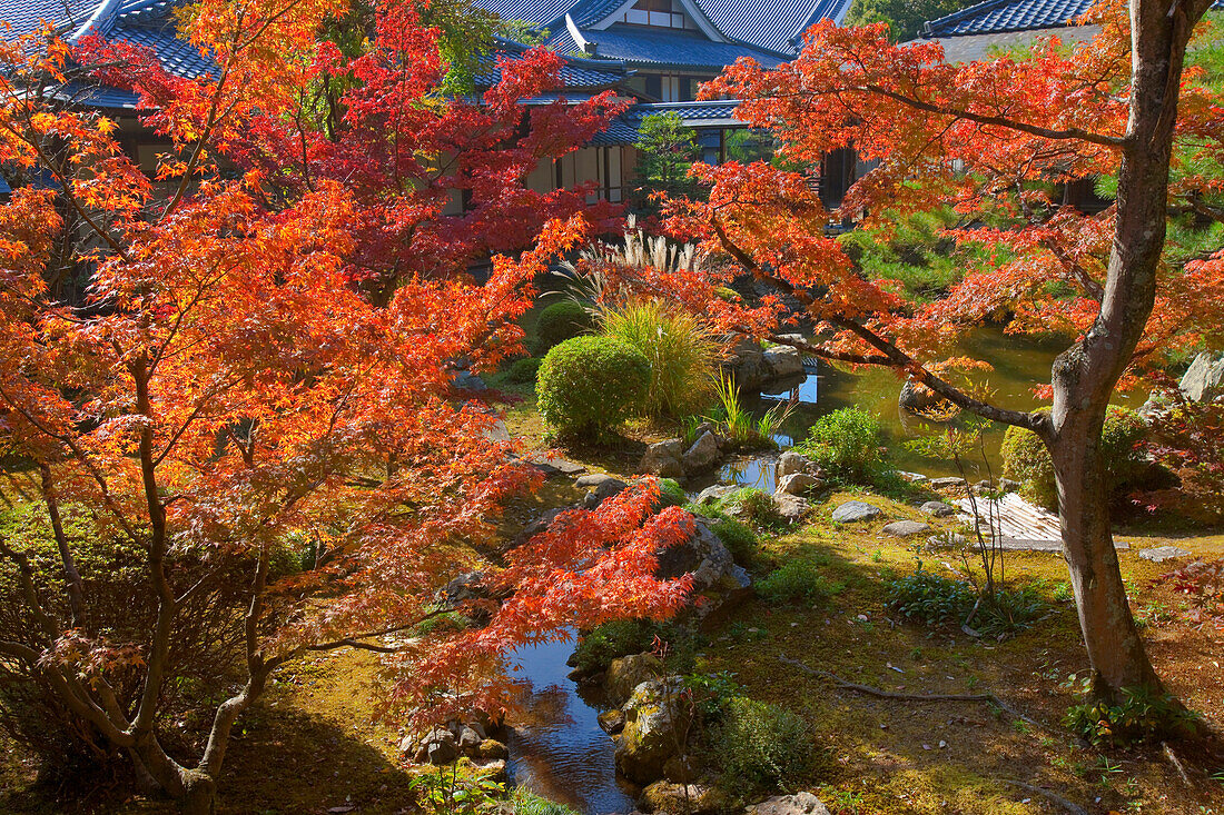 A small stream runs beneath autumn momiji maple trees in the courtyard garden at Daikakuji Temple, located in the northwestern area of Kyoto, Japan.