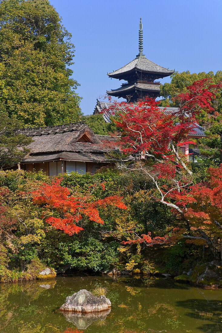 A wide-angle view shows the Hokutei pond garden in autumn with Goju-no-to Pagoda inside Ninnaji Temple, a World Heritage Site located in the northern area of Kyoto, Japan.