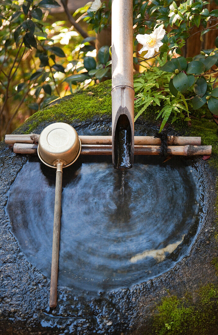 A detailed view shows the stone tsukubai water basin by the garden at Daiho-in, a sub-temple inside Myoshinji Temple complex, located in Kyoto, Japan.