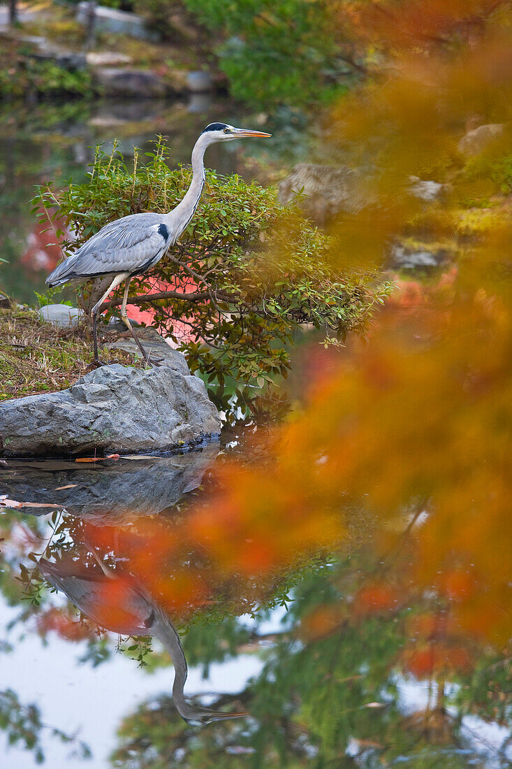A gray heron wades in Shinji Pond in the Eastern Garden of Tojiin Temple, located in the northern part of Kyoto, Japan.