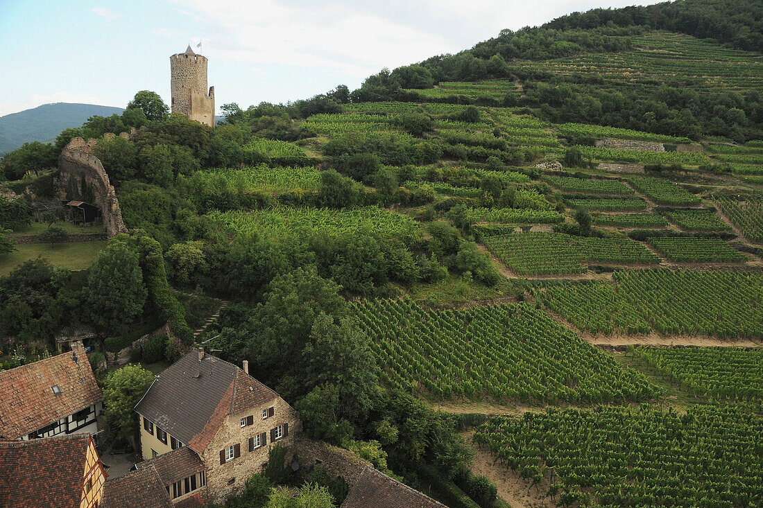 France, 68, Kaysersberg's vineyard