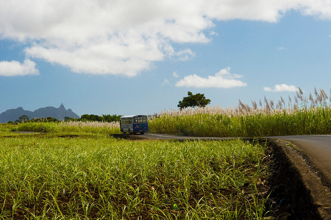 Road and bus accross sugar can field, Sébastopol, Flacq, Mauritius, Indian Ocean