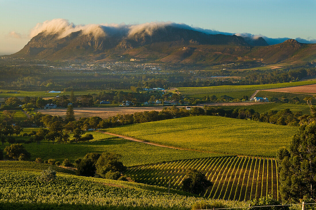 South Africa, Western Cape Province, Winelands, Constantia valley, Wine road, the vineyards