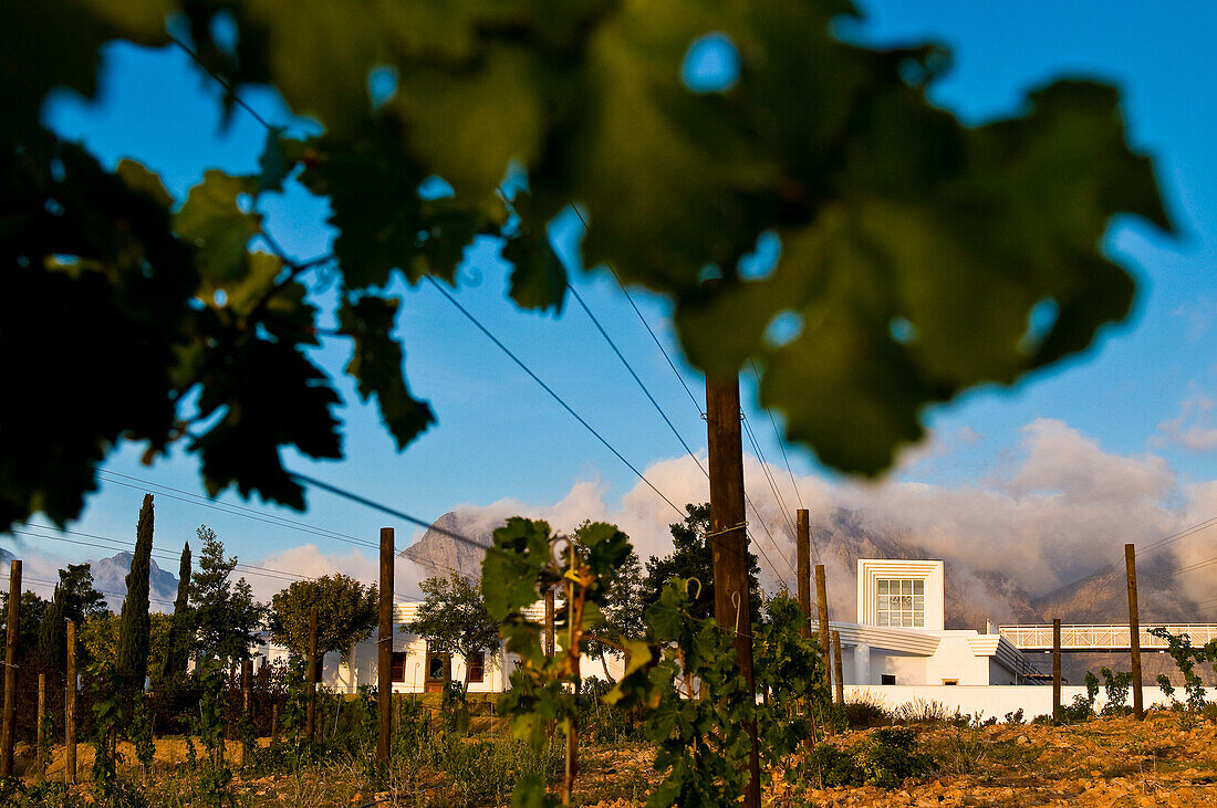 South Africa, Western Cape Province, Somerset West, Winelands, Wine road, the modern cave of the Vergelegen Estate