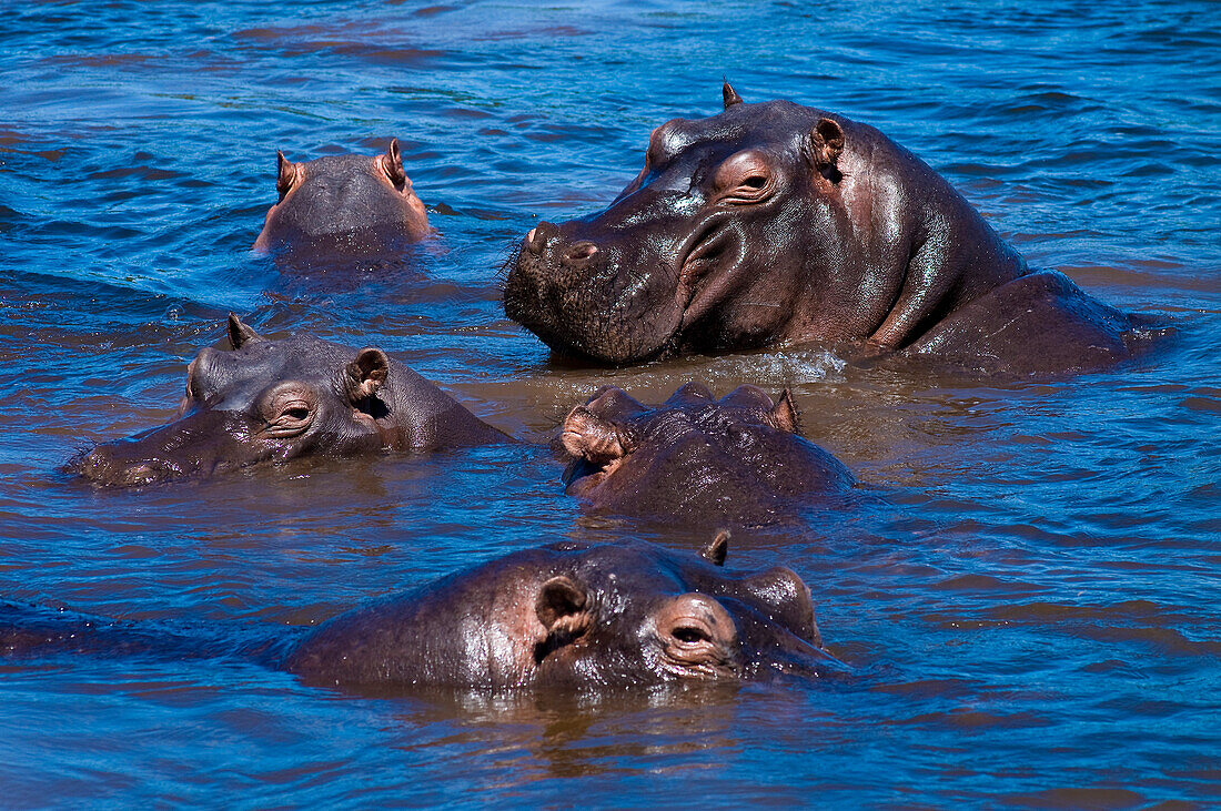 Africa, North-East District, Chobe National Park, hippopotamus (Hippopotamus amphibius)