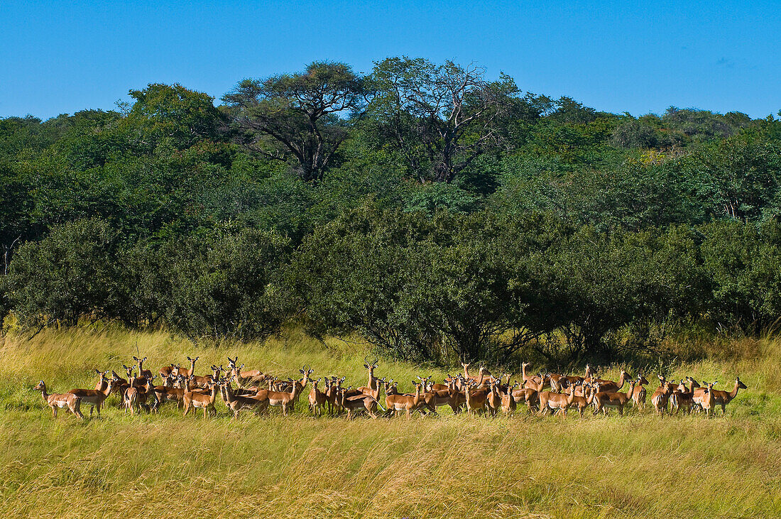 Africa, Zimbabwe, North Matabeleland province, Hwange National Park, impalas (Aepyceros melampus)