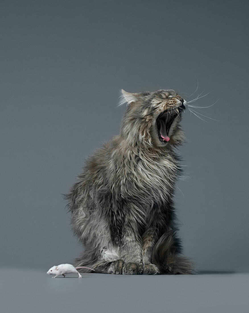 Mouse escaping yawning cat
