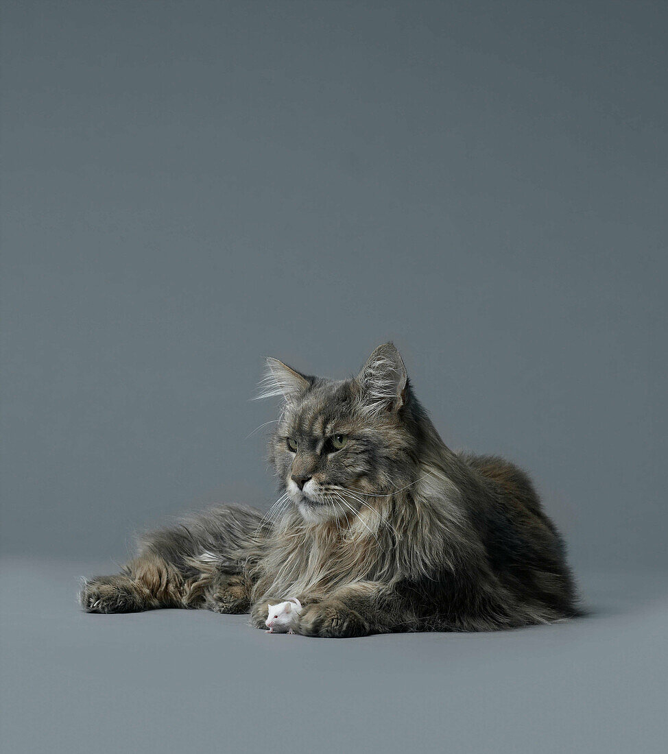 Mouse sitting between cats paws