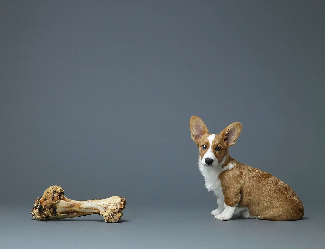 Dog sitting next to huge bone