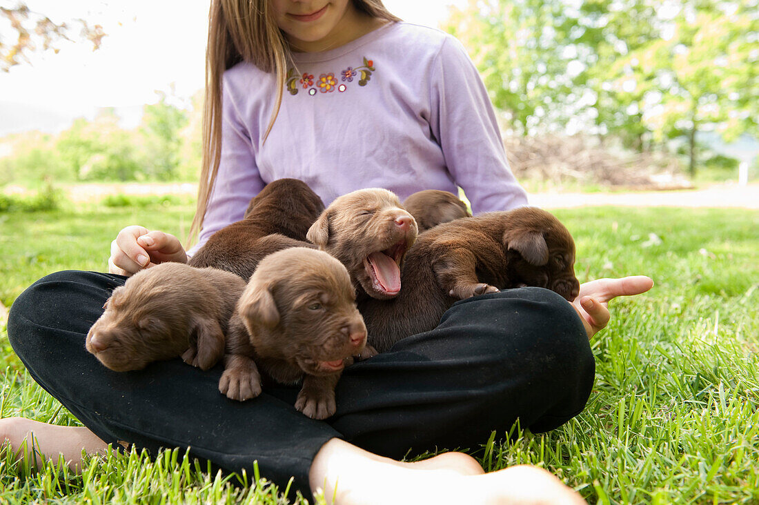 Adolescent holding puppies. 3 week old labrador retriever puppies sitting in lap of adolescent girl who is caring for them on lawn