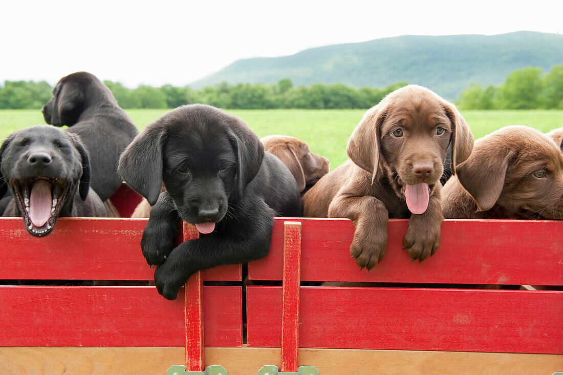 Labrador retriever puppies in a wagon. 8 week old puppies in a red wagon