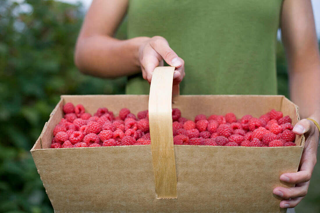 Woman holding basket of raspberries. Woman holding basket of raspberries
