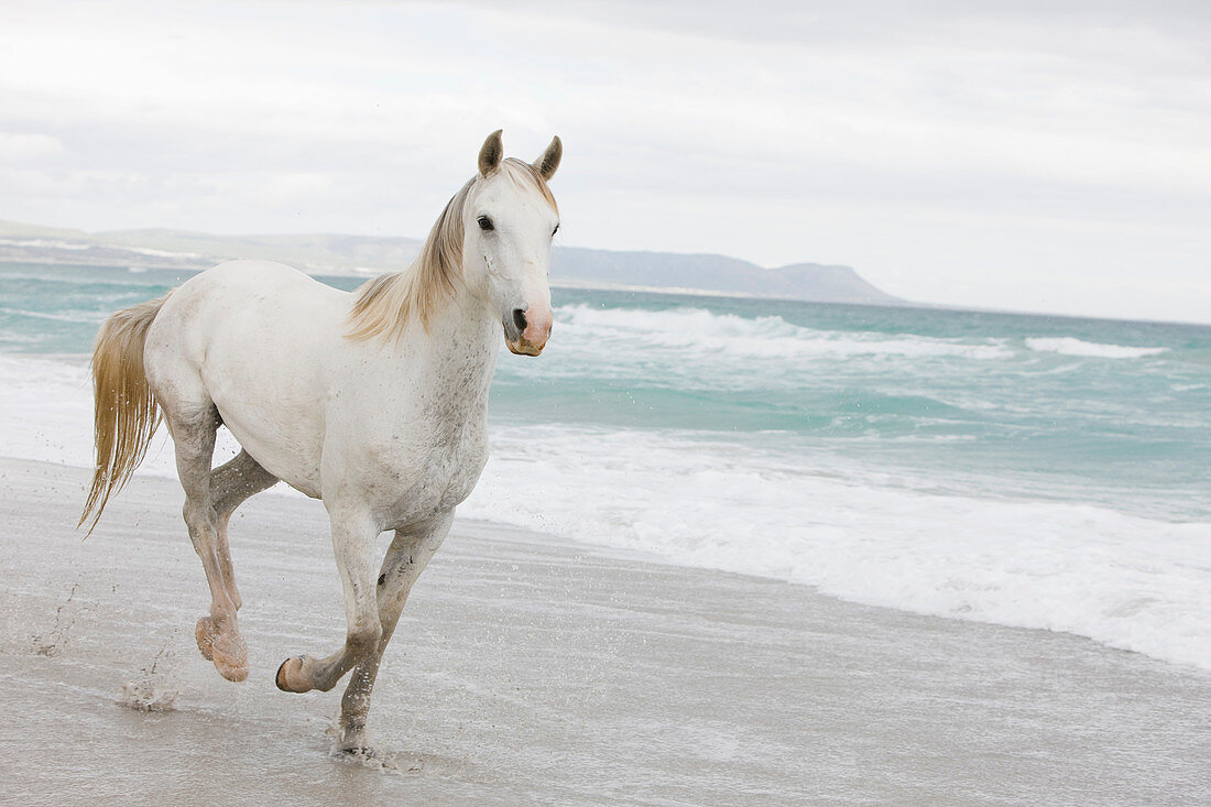 Horses on the beach. White horse, beach, surf, sea, running